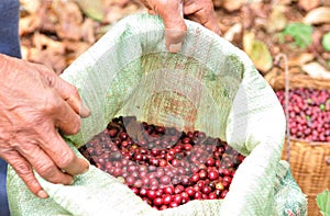 Robusta berries in plastic bag.