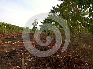 Robusta clonal coffee crop in the Amazon undergoing renovation and planting of new clones, in the flowering phase. photo