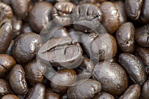 Robusta coffee.