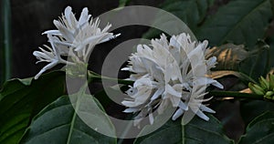 Robusta coffee blossom on tree plant