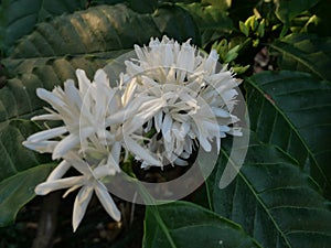 Robusta coffee blossom on tree plant