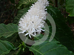 Robusta coffee blossom on tree plant with green leaf with black color in background