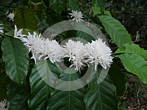 Robusta coffee blossom on tree plant with green leaf with black color in background