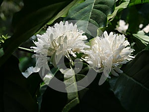 Robusta coffee blossom on tree plant with green leaf with black color in background