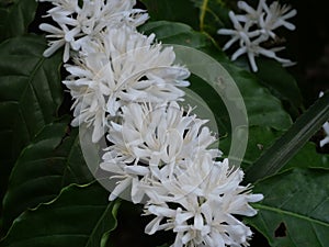 Robusta coffee blossom on tree plant with green leaf with black color in background.