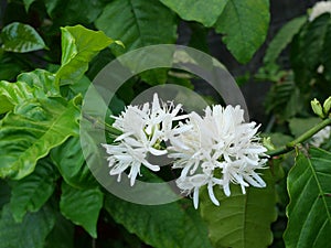 Robusta coffee blossom on tree plant with green leaf with black color in background