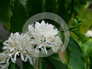 Robusta coffee blossom on tree plant with green leaf with black color in background