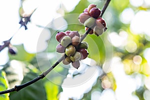 Robusta coffee farm in the Northeast  mountain of Thailand