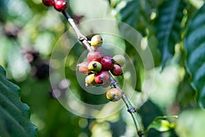 Robusta coffee farm in the Northeast  mountain of Thailand