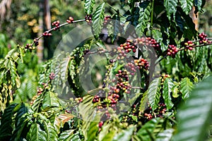 Robusta coffee farm in the Northeast  mountain of Thailand