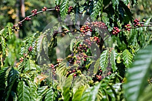 Robusta coffee farm in the Northeast  mountain of Thailand