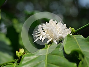 Robusta coffee flower buds on tree plant