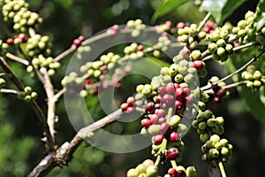 Robusta coffee plant with both ripe and unripe coffee beans on same branch photo taken on coffee plantation on sunny day