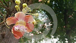 Beautiful flower robusta in Thailand.