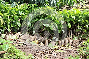 Robusta plant seedlings lined up, group of robusta coffee plants growing in nursery bags ready to be planted on ground