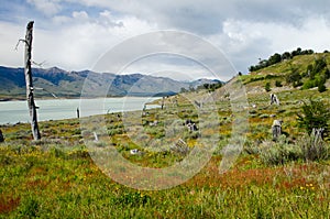 Roca Lake, the south arm of Lago Argentina in southern Patagoni photo