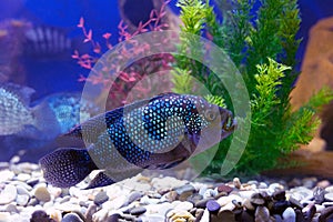 Rocio octofasciata fish or Cichlasoma bee on blue water background with aquarium pets photo