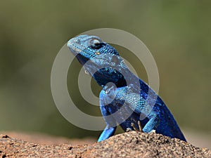 Rock agama