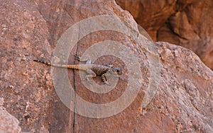 Rock Agama Laudakia stellio, basking in the sun on a red rock. In city Petra,