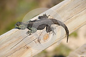 Rock Agama Lizard