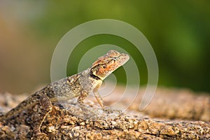 Rock Agama Lizard or the Rock Lizard camouflage photo