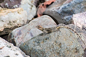 Rock Agama Reptile photo