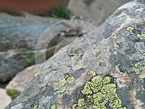 Rock Algae