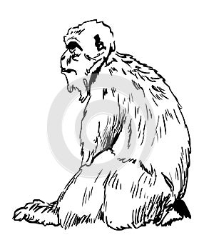 Rock Ape - Barbary Ape from Gibraltar