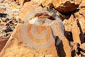 Rock art of the San People