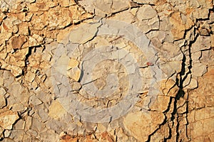 Rock background with fossils photo