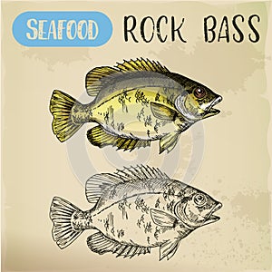 Rock bass or goggle-eye perch sketch