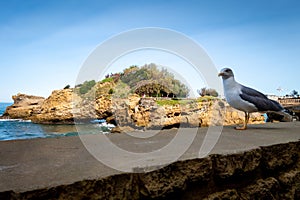 Rock of Basta and seagull in biarritz photo