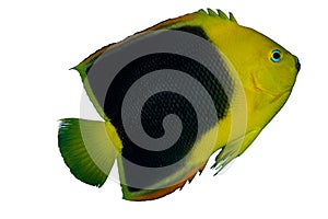 Rock Beauty Angelfish Isolated