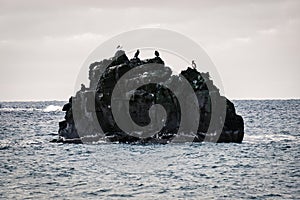 Rock with birds in the atlantic ocean in Iceland photo