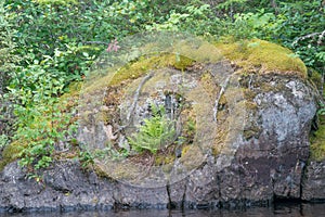 Rock / boulder with plants, lichens, and moss on Lake One of the BWCA - Boundary Waters Canoe Area photo
