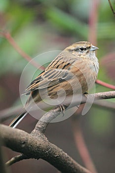Rock bunting