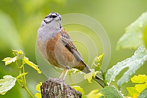 La roca celebración de la bandera pájaro sentado en la parte superior rural un árbol rama en externo configuración 