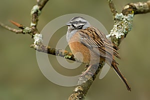 Rock Bunting & x28;Emberiza cia& x29;