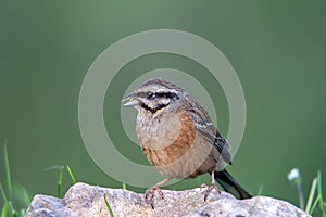 Rock bunting, emberiza cia