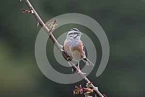 Rock bunting, Emberiza cia