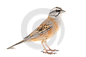 Rock bunting, Emberiza cia, isolated on white background. Male
