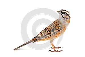 Rock bunting, Emberiza cia, isolated on white background. Male