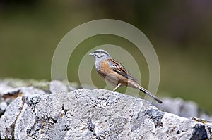 Rock bunting, emberiza cia perched on a rock