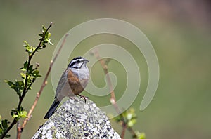 Rock bunting, emberiza cia perched on a rock