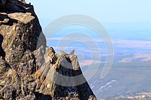 Rock bunting, PeÃ±a de Francia, Spain