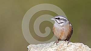 Rock Bunting on Rock