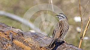 Rock Bunting on Tree trunk