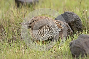 The rock bush quail found in parts of peninsular India. Closeup with rain droplets on feathers