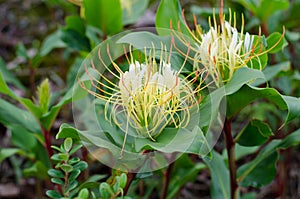 Rock Butterfly Lily