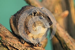 Rock cavy photo